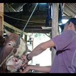 Sapi-1686993237