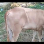 Sapi-1687238697