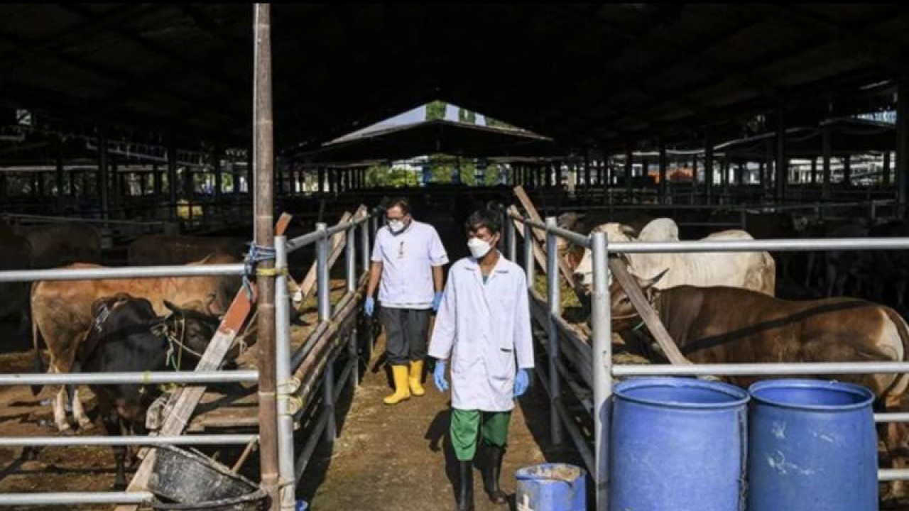 Petugas kesehatan memeriksa sapi untuk kurban di kandang di Rumah Pemotongan Hewan (RPH) PD Dharma Jaya, Cakung, Jakarta, Jumat (8/7/2022). ANTARA FOTO/M Risyal Hidayat