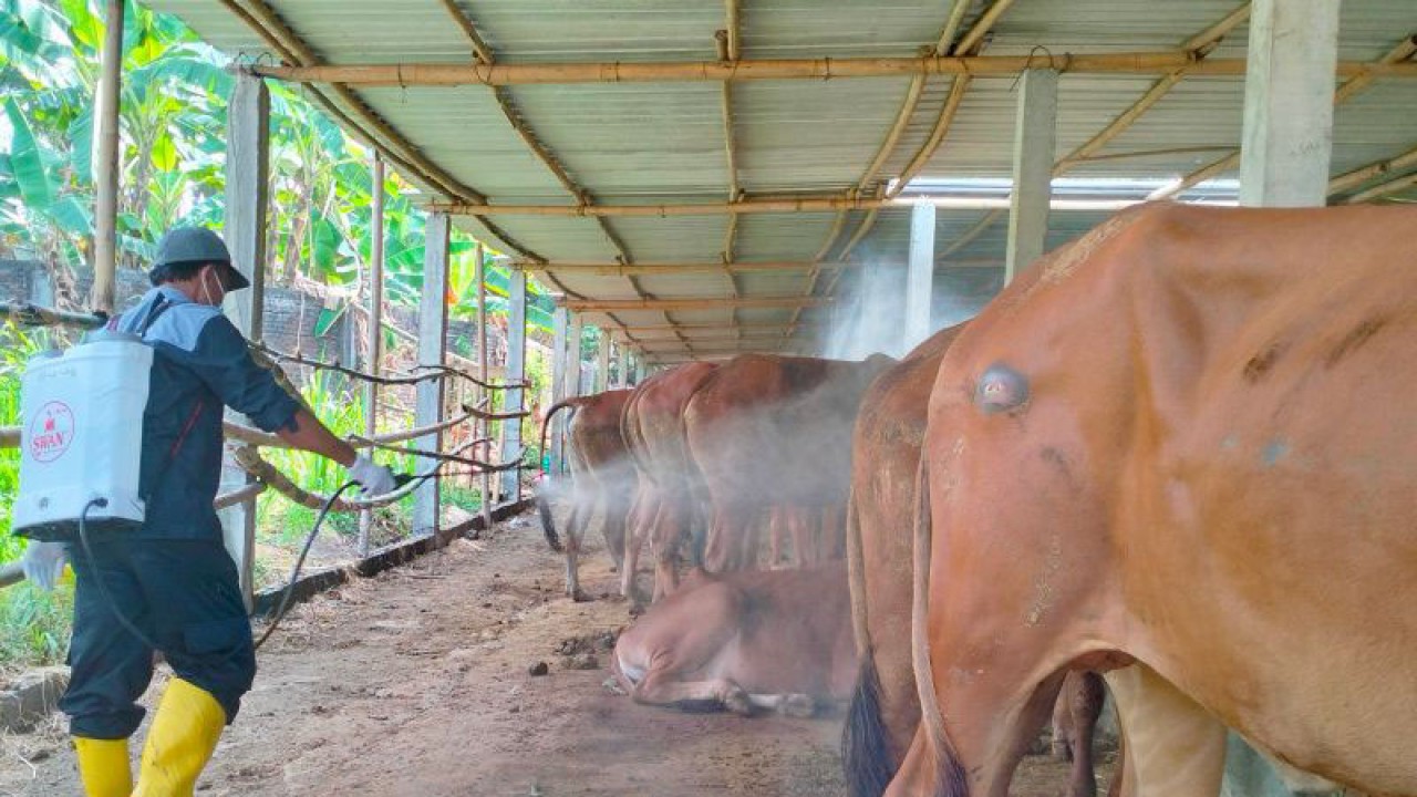 Salah satu petugas sedang menyemprotkan cairan disinfensi di tempat penampungan hewan kurban di Kelurahan Mojosongo, Kecamatan Jebres, Solo, Selasa (20/6/2023). ANTARA/Aris Wasita