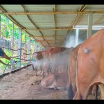 Sapi-1687249513