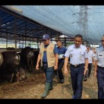 Sapi-1687352815