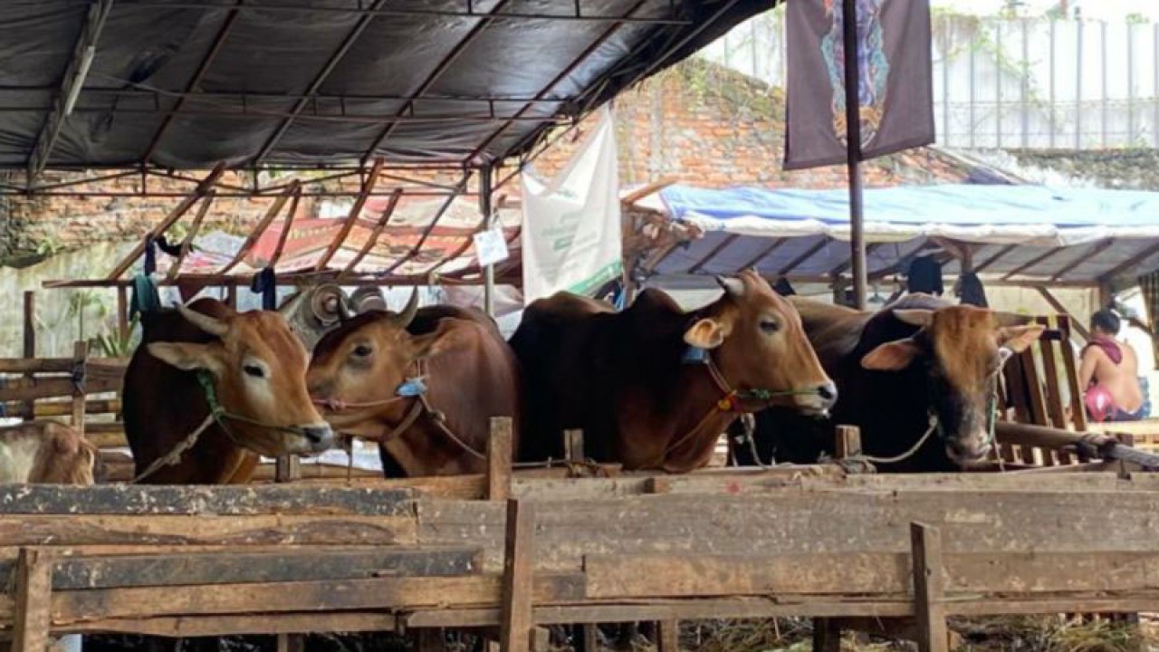 Sekumpulan sapi hewan kurban yang berada di tempat penampungan hewan kurban (TPnHK) kawasan Pancoran, Jakarta Selatan, Kamis (22/6/2023). ANTARA/Luthfia Miranda Putri