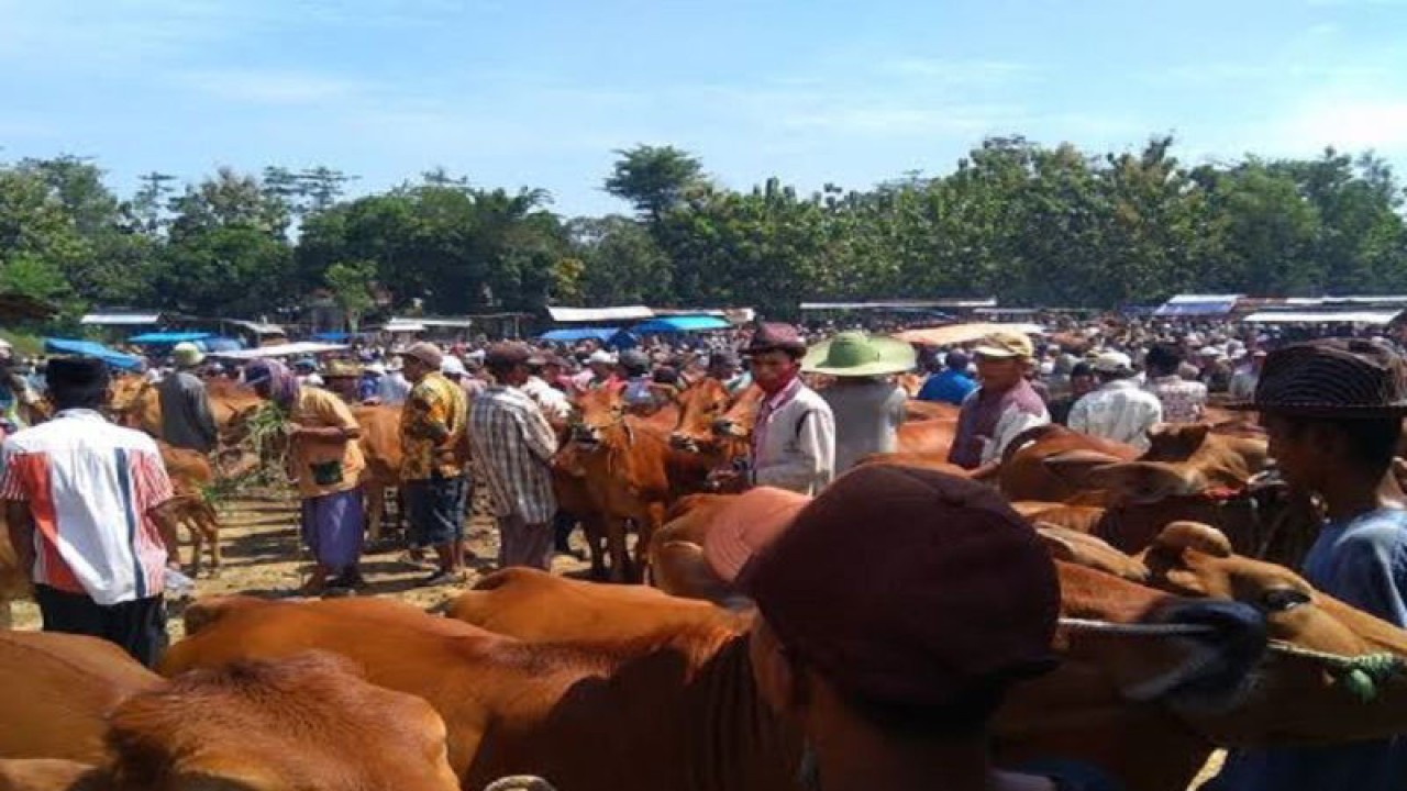 Suasa di salah satu pasar hewan di Kabupaten Bangkalan, menjelang Hari Raya Idul Adha 1444 Hijriah. (ANTARA/HO-Kominfo Bangkalan)