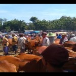 Sapi-1687415032