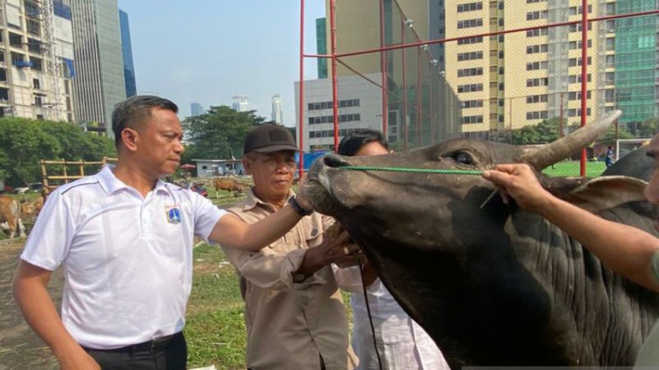Wali Kota Jakarta Selatan Munjirin memeriksa salah satu sapi kurban di kawasan Setiabudi, Jakarta, Jumat (23/6/2023). ANTARA/Luthfia Miranda Putri