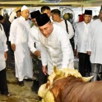 Sapi-1687763482