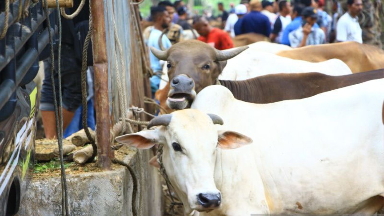 Sapi jantan persediaan kurban Idul Adha 1444 Hijriah yang dijual di Pasar Hewan Manyak Payed, Aceh Tamiang, Kamis (22/6/2023). (ANTARA/Dede Harison)