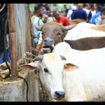Sapi-1687763830