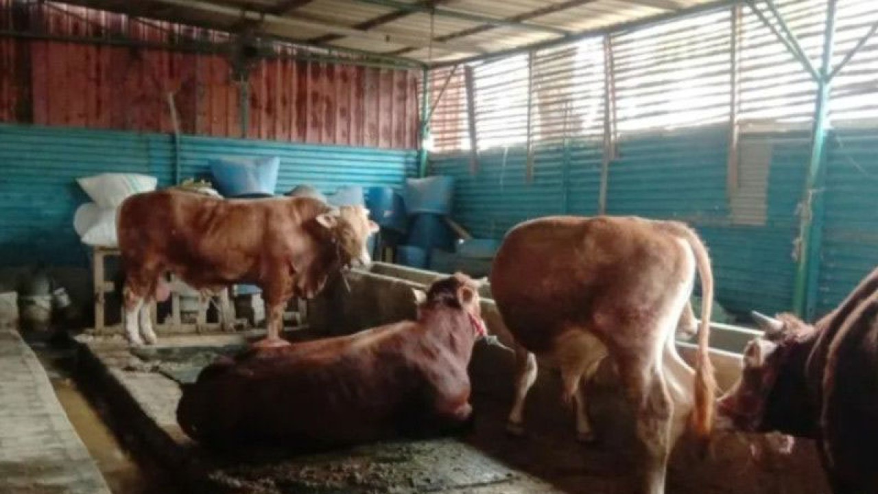 Petugas Dinas Ketahanan Pangan, Kelautan dan Pertanian (KPKP) DKI Jakarta melakukan pemeriksaan terhadap sejumlah tempat penampungan atau penjualan hewan kurban di Jalan Perumahan Griya Jati Asri, Kecamatan Kalideres, Jakarta Barat, Senin (5/6/2023). ANTARA/HO-Dinas KPKP DKI Jakarta  KOMENTAR