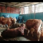 Sapi-1687767215