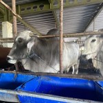 Sapi-1687769782
