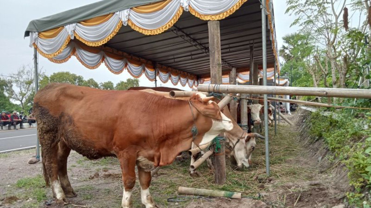 Ternak sapi di Kabupaten Bantul, Daerah Istimewa Yogyakarta. (ANTARA/Hery Sidik)
