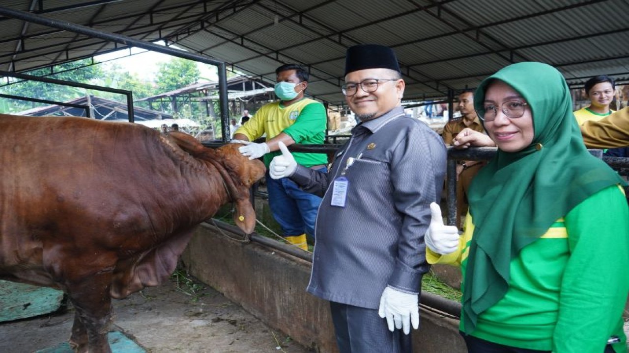Wakil Wali Kota Jambi Maulana memantau kesehatan hewan kurban di salah satu peternakan di daerah setempat, Selasa (27/6/2023). (ANTARA/HO-Diskominfo Kota Jambi)