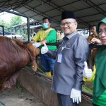 Sapi-1687843107
