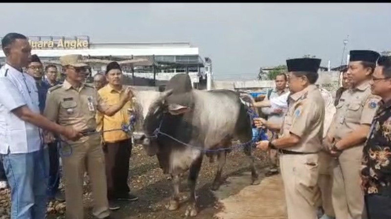 Hewan kurban dari Penjabat Gubernur DKI Jakarta berupa satu ekor sapi berbobot di atas 900 kilogram dikirim ke Kelurahan Pulau Panggang, Kepulauan Seribu Utara dari Pelabuhan Muara Angke, Penjaringan, Jakarta Utara, Selasa (27/6/2023). ANTARA/HO-Kominfotik Kepulauan Seribu