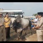Sapi-1687846797