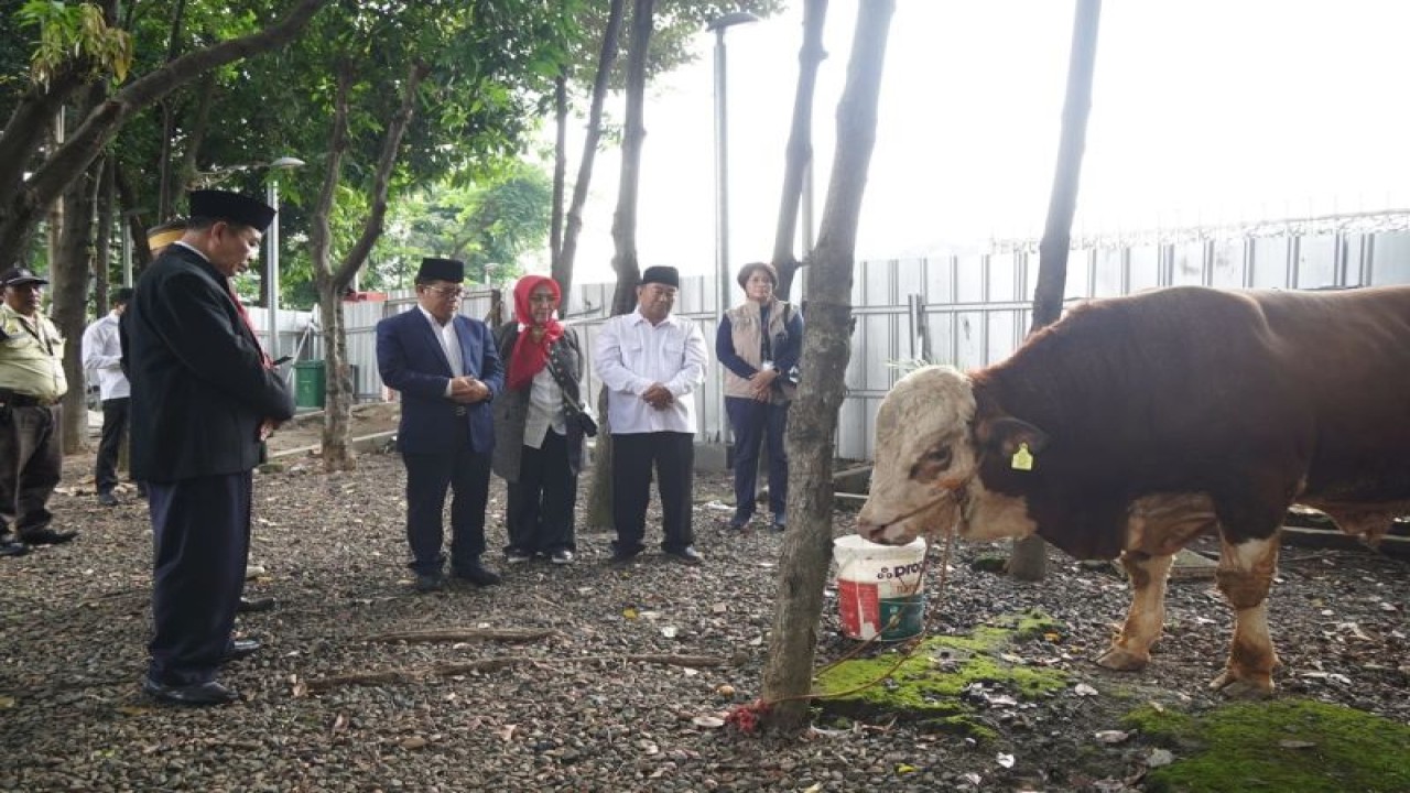 Jajaran pejabat Kementerian Agama saat menyerahkan sapi kurban bantuan Menteri Agama Yaqut Cholil Qoumas untuk Masjid Istiqlal di Jakarta, Selasa (27/6/2023) (FOTO ANTARA/HO-Kemenag)