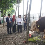 Sapi-1687848363