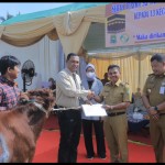 Sapi-1687852823