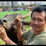 Sapi-1687853649