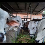 Sapi-1687857673
