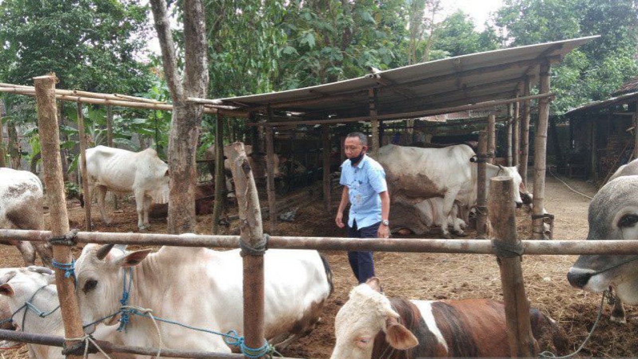 Salah satu tempat penampungan ternak hewan kurban di Kabupaten Bantul Daerah Istimewa Yogyakarta. (ANTARA/Hery Sidik)