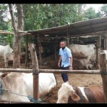 Sapi-1687932012