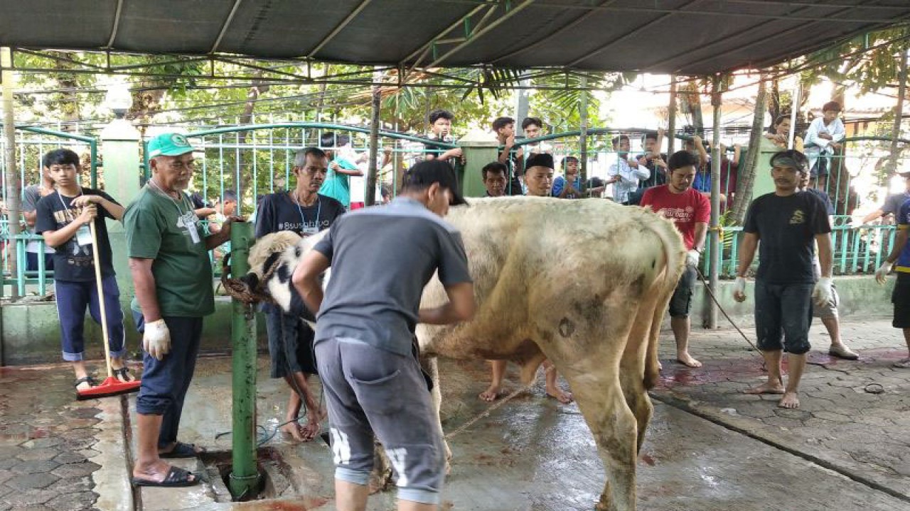 Panitia pelaksana Pemotongan Hewan Kurban Masjid Jami Al Huda Tebet Timur bersiap melakukan pemotongan, Jakarta, Rabu (28/6/2023). (ANTARA/ Zubi Mahrofi)