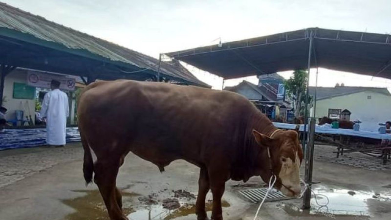 Persiapan pemotongan hewan kurban di Masjid Muhajirin Kota Pangkalpinang, Provinsi Babel, pada Rabu (28/6/2023) pagi. (FOTO ANTARA/Aprionis)