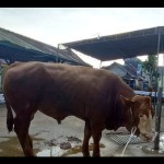 Sapi-1687935239