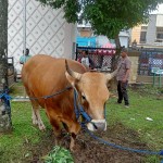 Sapi-1687935438