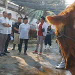 Sapi-1687938737