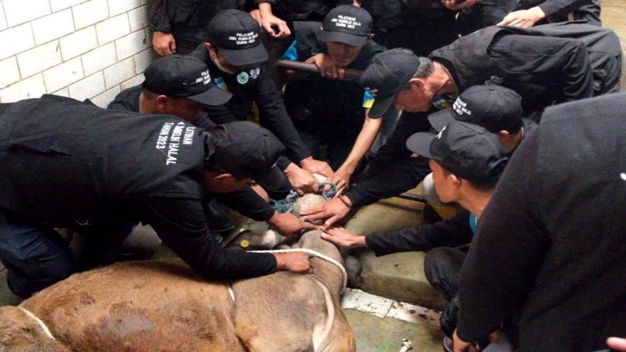 Sejumlah juru sembelih mengikuti pelatihan cara penyembelihan hewan yang benar di Kabupaten Garut, Jawa Barat. (ANTARA/HO-Diskominfo Garut)