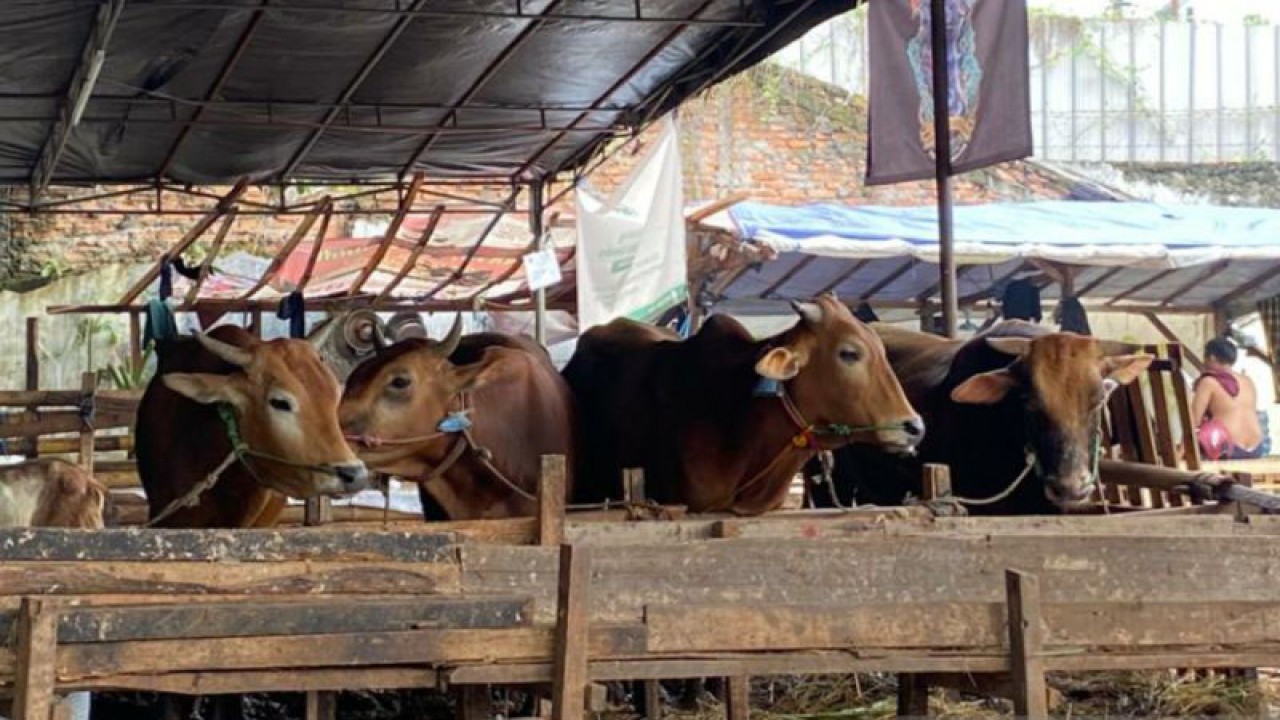 Sekumpulan sapi di tempat penampungan hewan kurban (TPnHK) kawasan Pancoran, Jakarta Selatan, Kamis (22/6/2023). ANTARA/Luthfia Miranda Putri