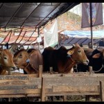 Sapi-1687941301