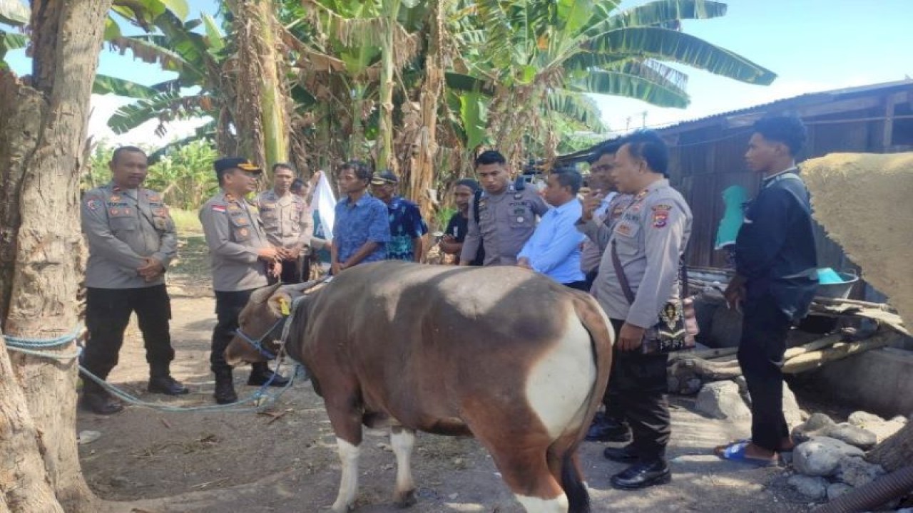 Kapolres Kupang AKBP Anak Agung Gde Anom Wirata (kedua dari kiri) menyerahkan hewan kurban kepada umat Muslim di Mushalla Al-Hijrah Kelurahan Merdeka, Kecamatan Kupang Timur, Kabupaten Kupang, NTT Rabu (28/6/2023). (ANTARA/HO-Humas Polres Kupang)