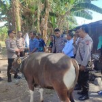 Sapi-1687943385