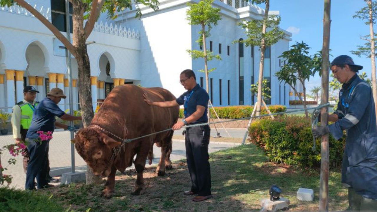 Sapi sumbangan dari Presiden Jokowi untuk Masjid Sheikh Zayed di Solo, Rabu (28/6/2023). ANTARA/Aris Wasita