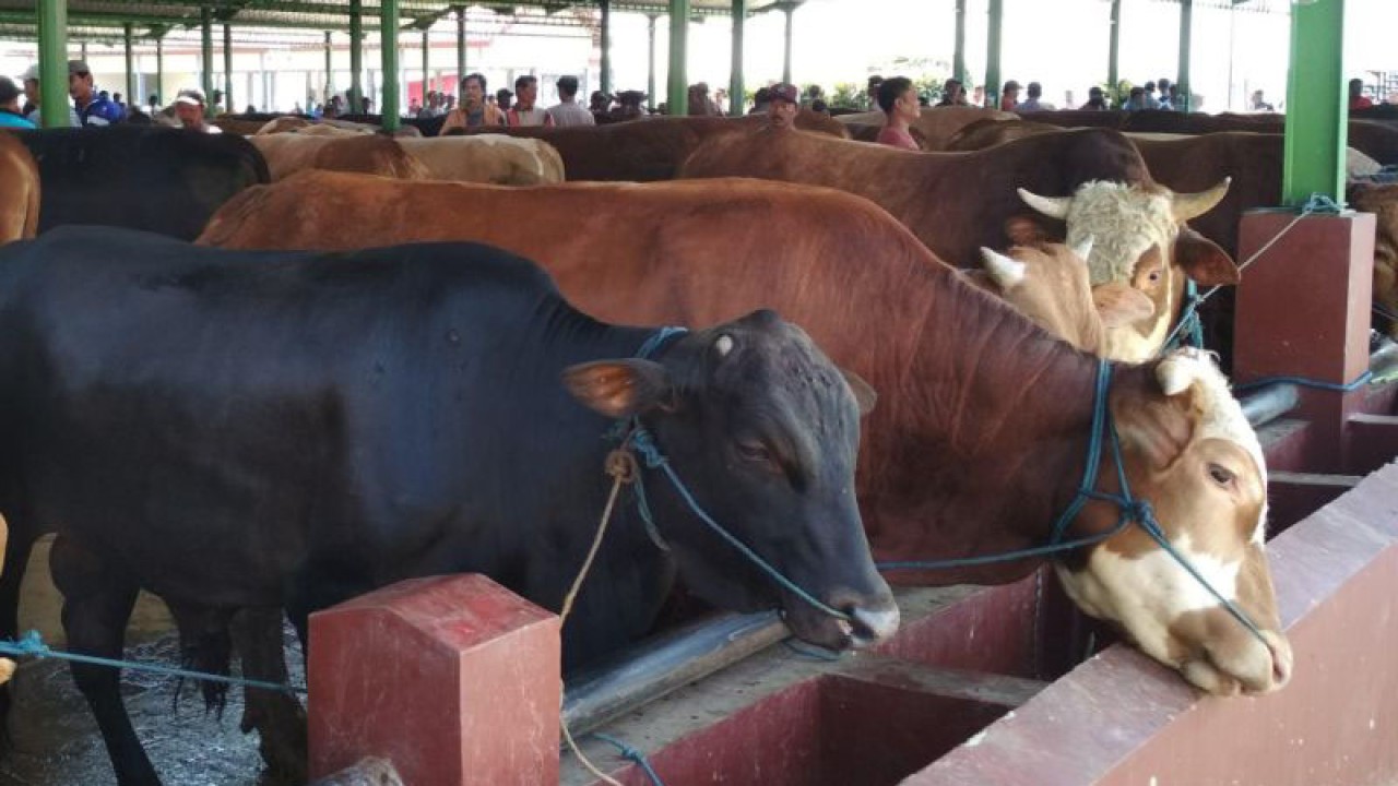 Hewan ternak yang dijual di Pasar Hewan Ternak Kudus, Jawa Tengah. (ANTARA/Akhmad Nazaruddin Lathif)