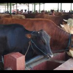 Sapi-1687950440