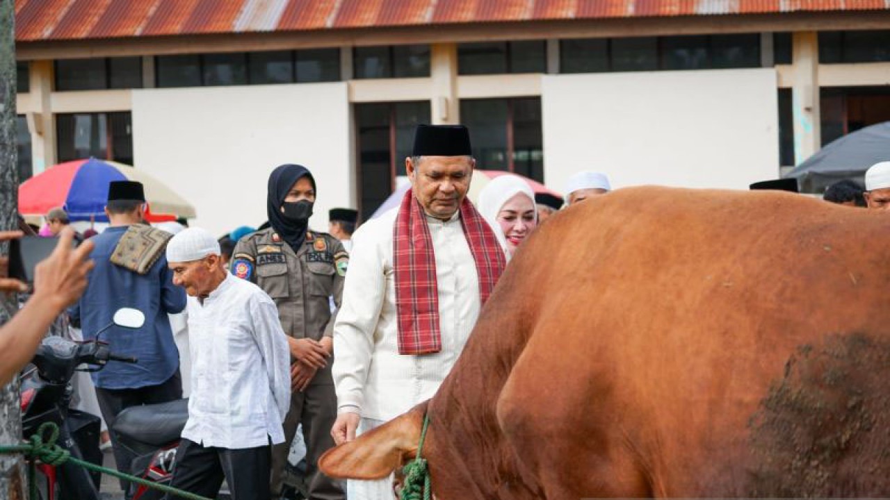 Bupati Solok Epyardi Asda menyaksikan penyembelihan hewan kurban di halaman Masjid Raya Darussalam Islamic Center, Koto Baru, Kecamatan Kubung, Kabupaten Solok, Sumatera Barat. (ANTARA/HO-Diskominfo)