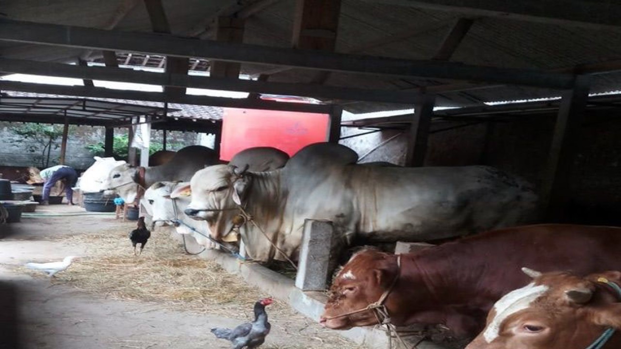 Seorang peternak mempersiapkan makanan untuk ternak sapi yang disediakan untuk hewan kurban Hari Raya Idul Adha 1444 H di Desa Jrakah Kecxamatan Selo, Kabupaten Boyolali, Selasa (27/6/2023). ANTARA/Bambang Dwi Marwoto.