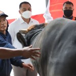 Sapi-1687956866