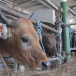 Sapi-1687957597