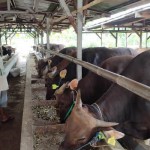sapi bali-1686147371