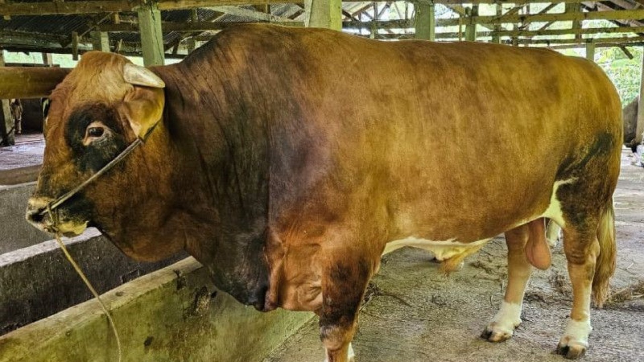 Sapi jenis Limousin Cross yang menjadi sapi kurban Presiden Joko Widodo di Sumbar. (FOTO ANTARA/HO-Dinas Peternakan Sumbar)