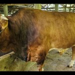 Sapi jenis Limousin Cross yang menjadi sapi kurban Presiden Joko Widodo di Sumbar. (FOTO ANTARA/HO-Dinas Peternakan Sumbar)-1687171699