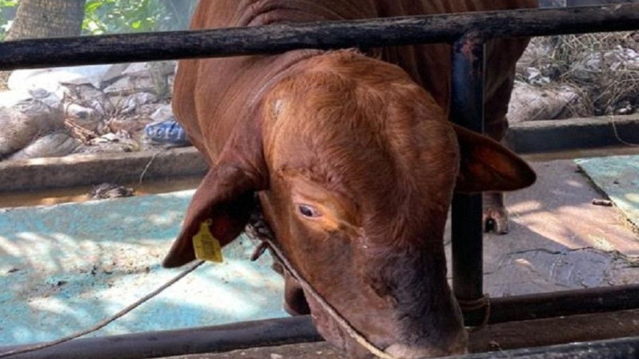 Sapi kurban sumbangan dari Presiden Joko Widodo yang akan disembelih di Kabupaten Merangin, Jambi.(FOTO ANTARA/Nanang Mairiadi/2023)