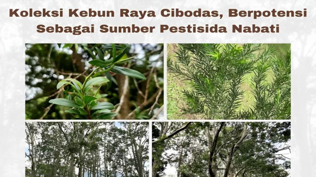 Sejumlah tanaman jenis jambu-jambuan yang menjadi koleksi Kebun Raya Cibodas di Kabupaten Cianjur, Jawa Barat. (ANTARA/HO-BRIN)